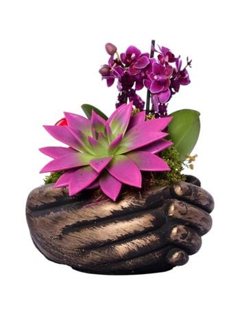 avuç saksı, mor orkide, Pembe Echeveria, özel tasarım
